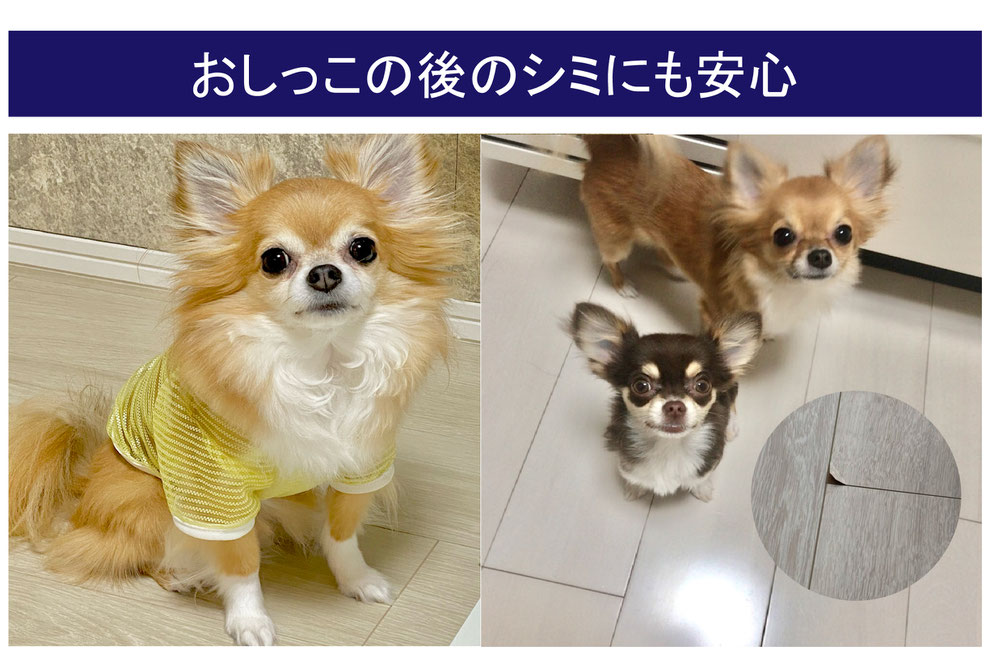 ペットのためのフロアコーティング沖縄,沖縄フロアコーティング
