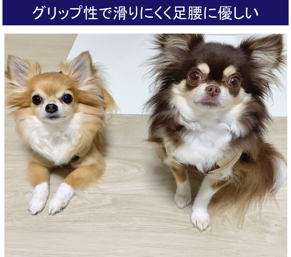 ペットのためのフロアコーティング沖縄