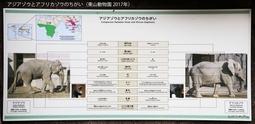 アジアゾウとアフリカゾウのちがい（東山動物園）