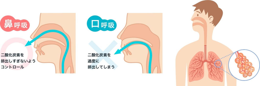 「鼻呼吸と口呼吸の違い」 © https://www.otsuka.co.jp/oxygen-lab/column/nose-mouth.html