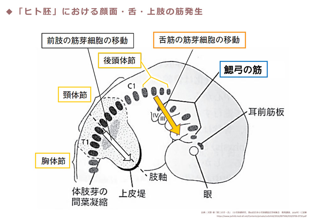 「ヒト胚における顔面・舌・上肢の筋発生」 ©出典:天野 修「第三の手・舌」(小児保健研究、第63回日本小児保健協会学術集会 教育講演、2016年)に加筆 https://www.jschild.med-all.net/Contents/private/cx3child/2016/007506/010/0706-0710.pdf