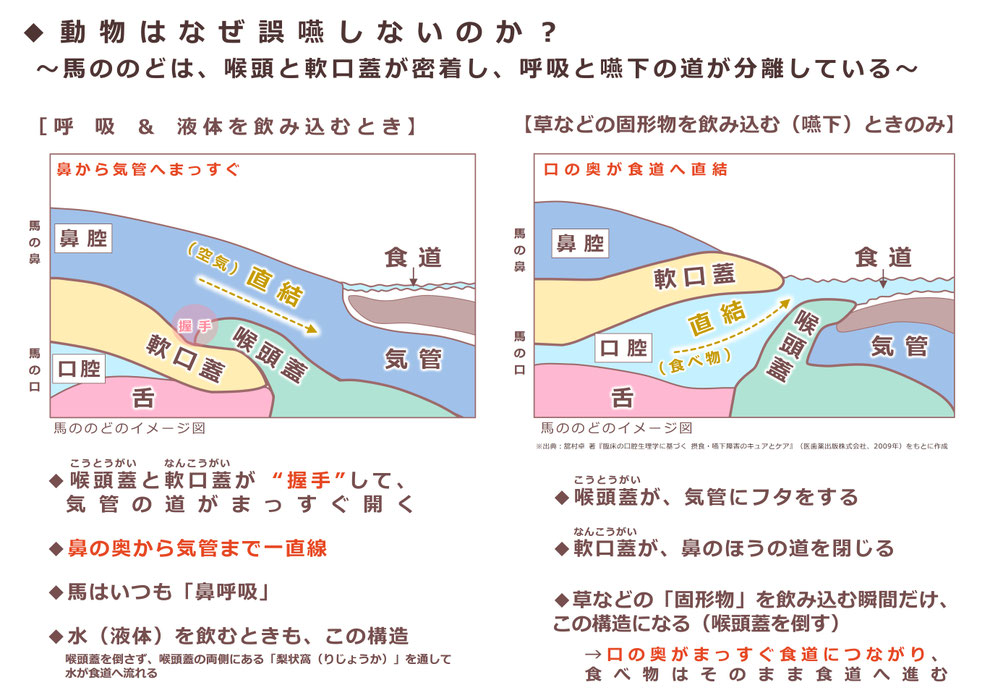 「馬ののどの構造」 ※喉頭蓋(こうとうがい)と軟口蓋(なんこうがい)が “握手”をするように密着している様子