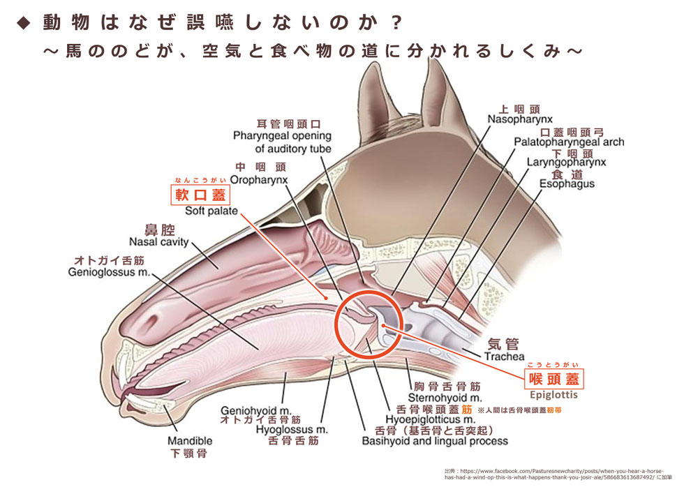 馬の「のど」の構造 ※喉頭蓋と軟口蓋が密着している
