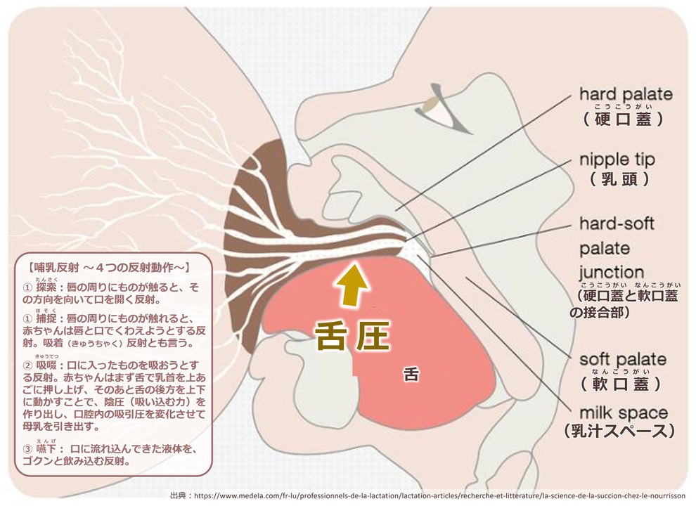 「赤ちゃんの哺乳反射」
