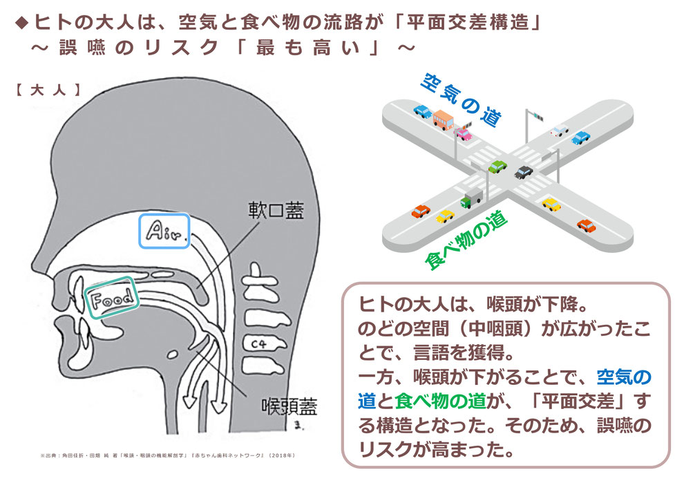 大人ののどの構造は「平面交差構造」→誤嚥しやすい