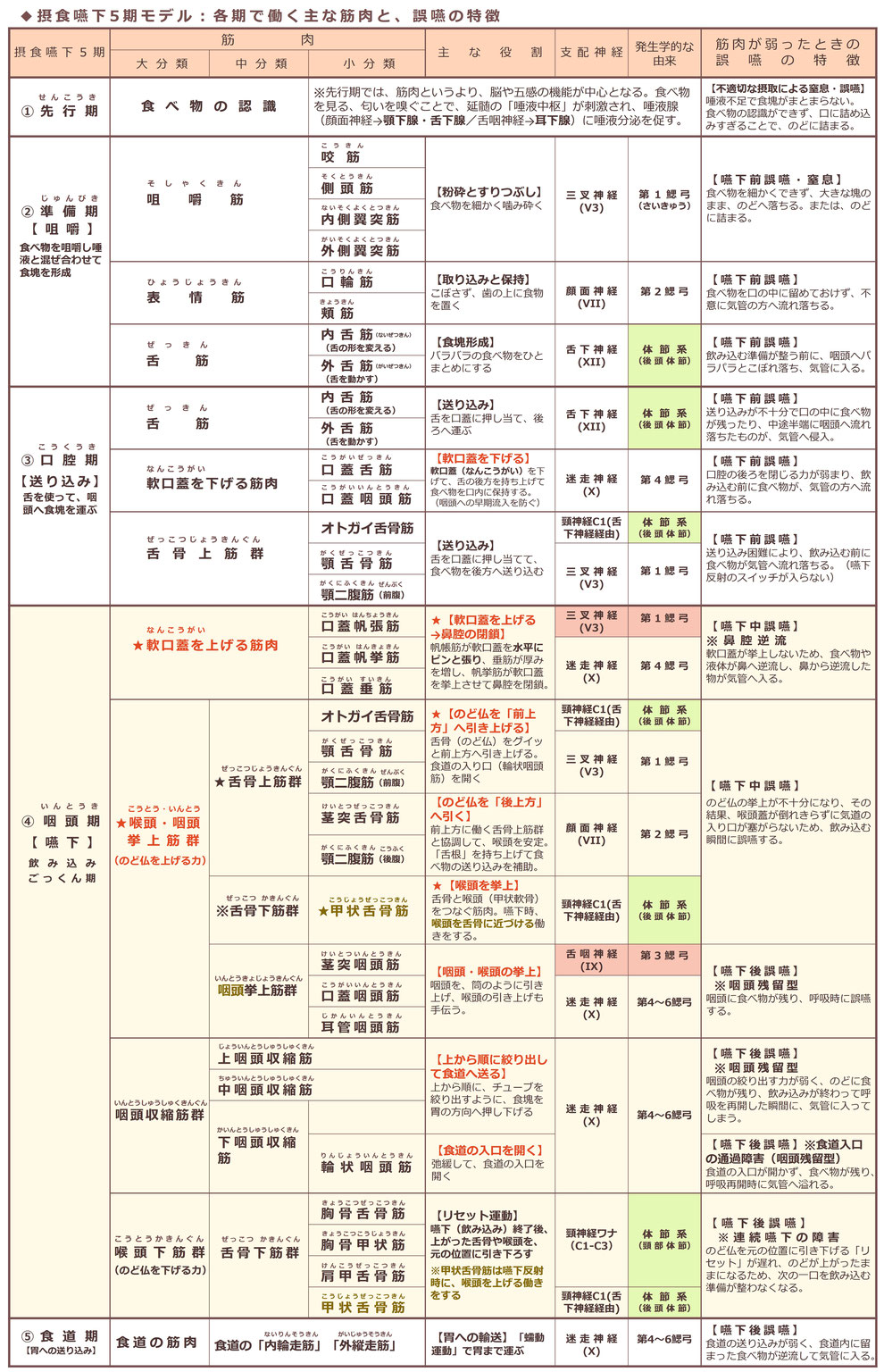 「摂食嚥下の5期モデル:各期で働く筋肉と、誤嚥の特徴」