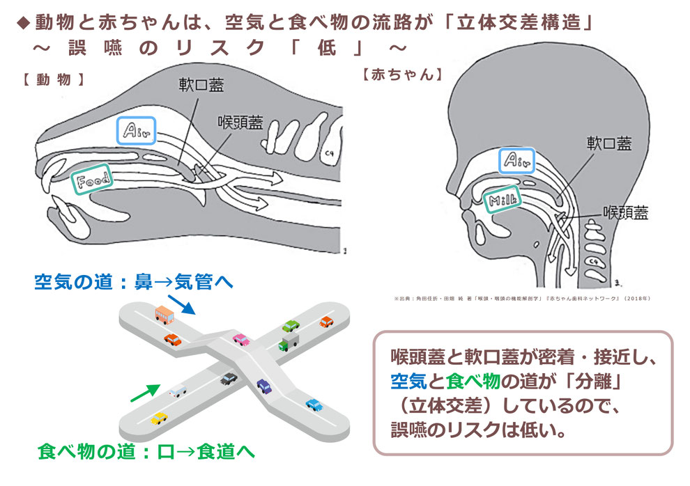 動物と赤ちゃんののどの構造は「立体交差構造」→誤嚥しにくい