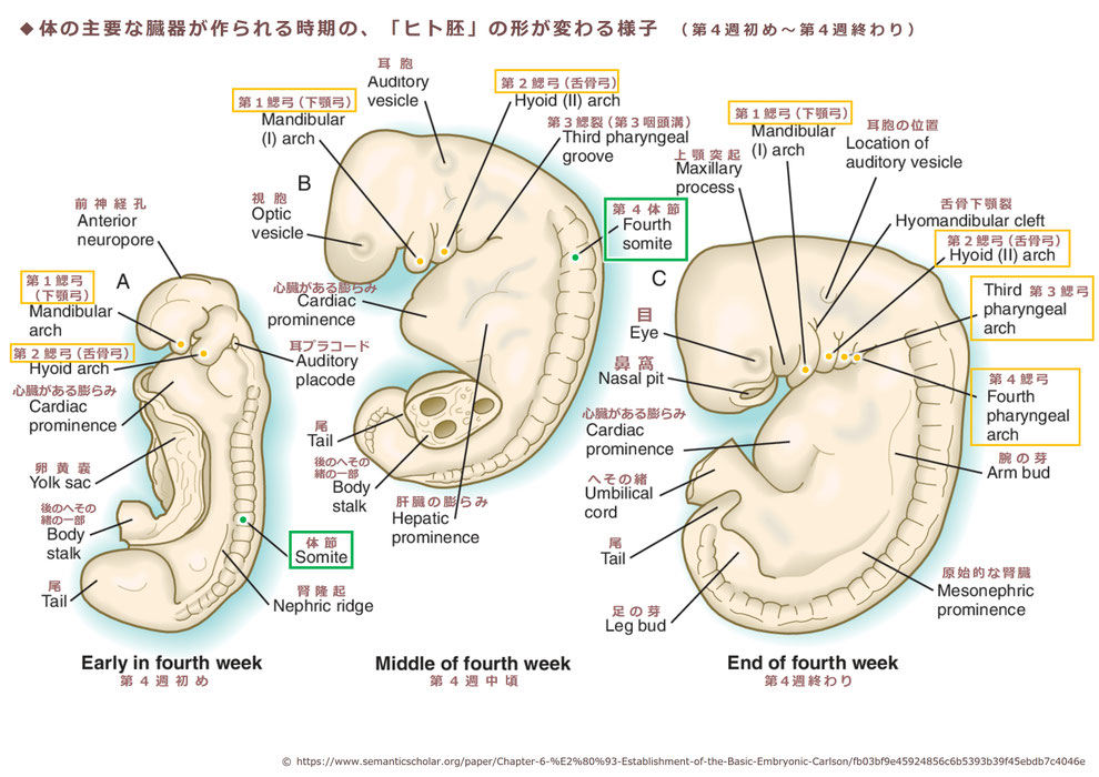 「体の主要な臓器が作られる時期の、「ヒト胚」の形が変わる様子」(第4週初め~第4週終わり)