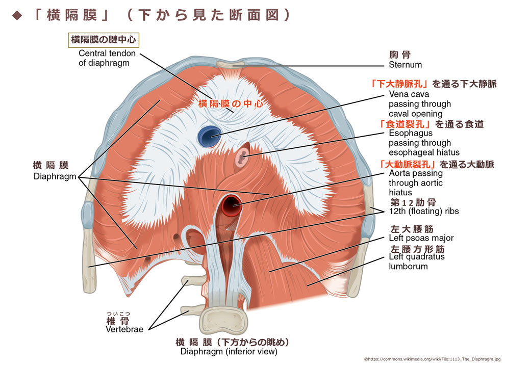 「横隔膜・断面図(下からの眺め)」 ※©https://ja.wikipedia.org/wiki/横隔膜 に加筆