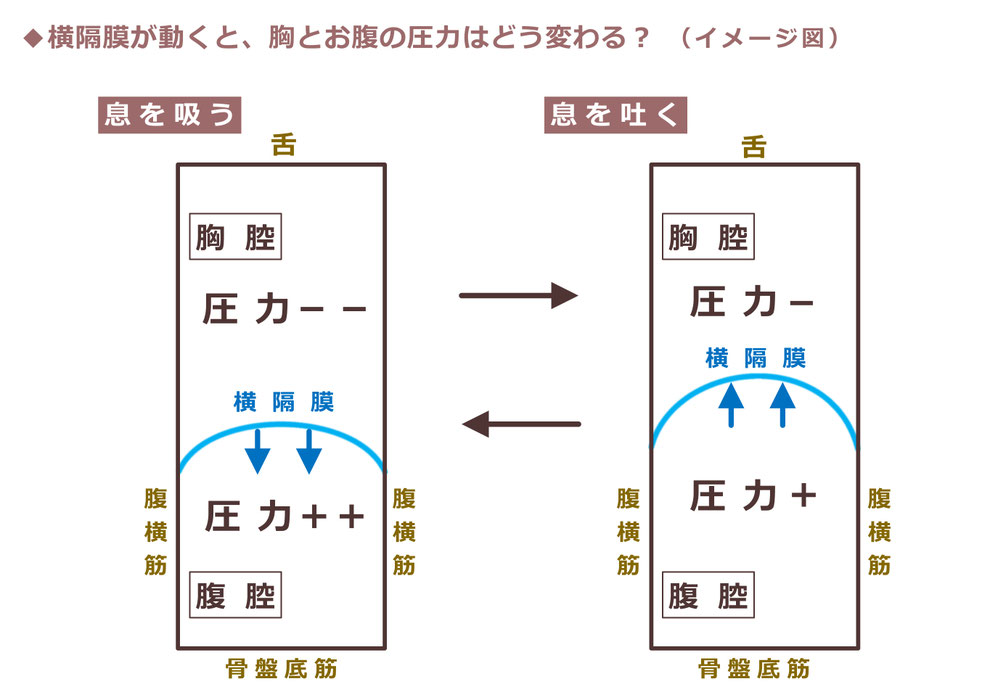 横隔膜の上下運動で変わる胸の圧力・お腹の圧力(イメージ図)