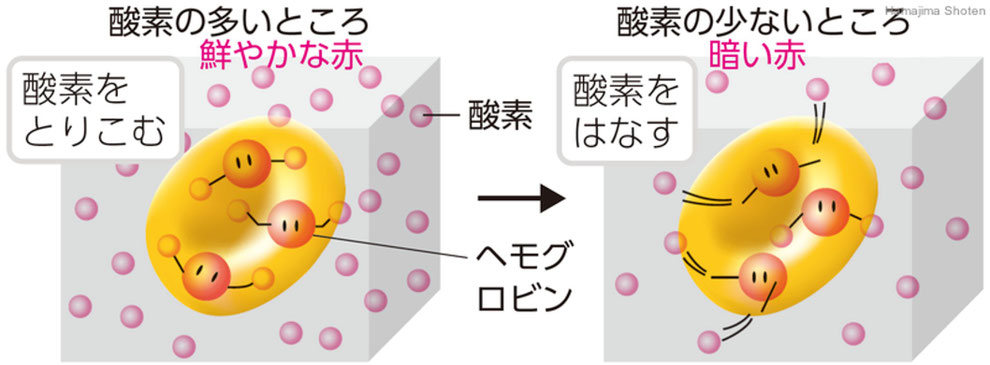 「ヘモグロビンのはたらき」