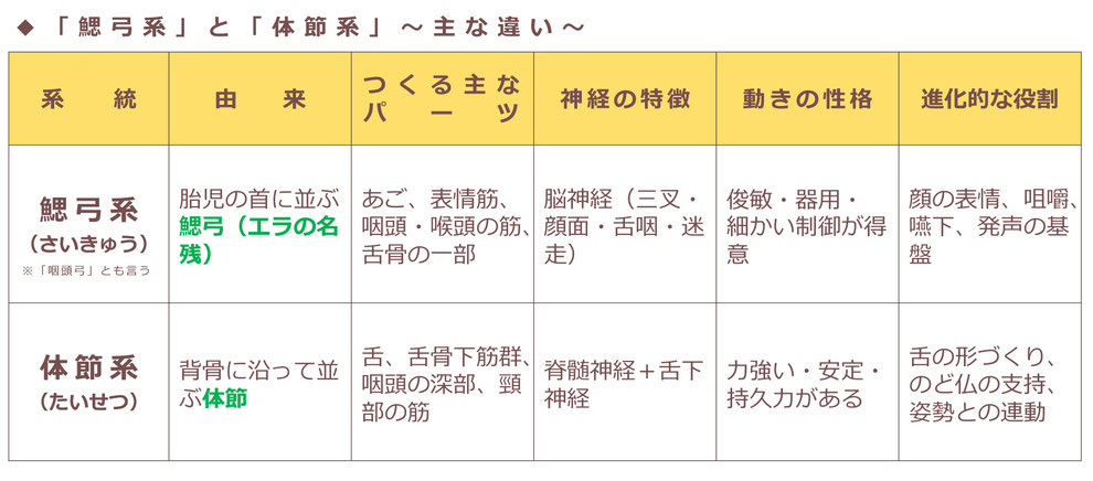 「鰓弓系と体節系の比較表」