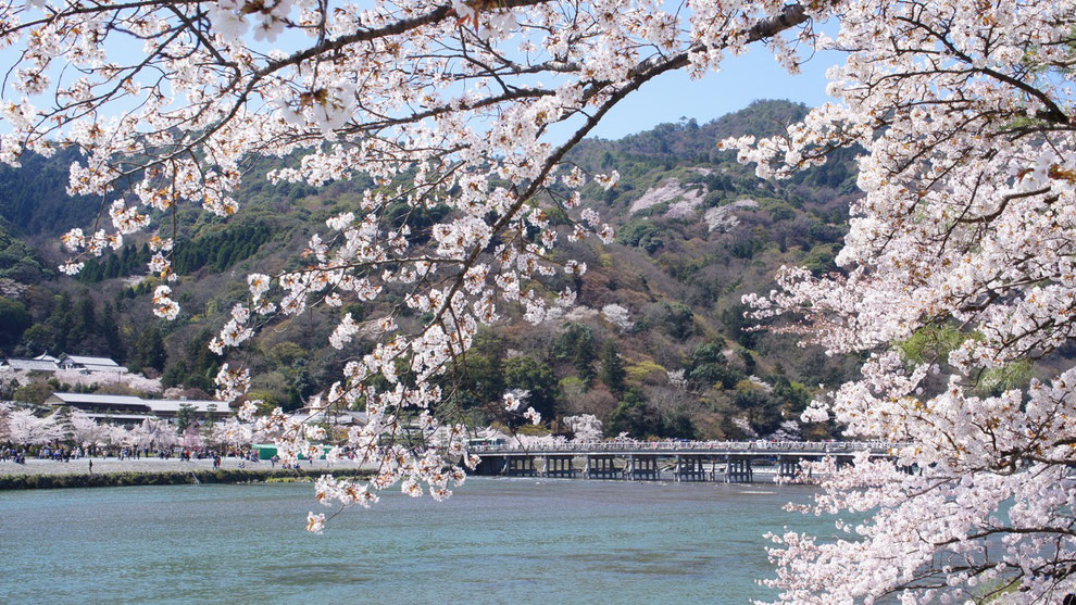 Sakura, Kyoto