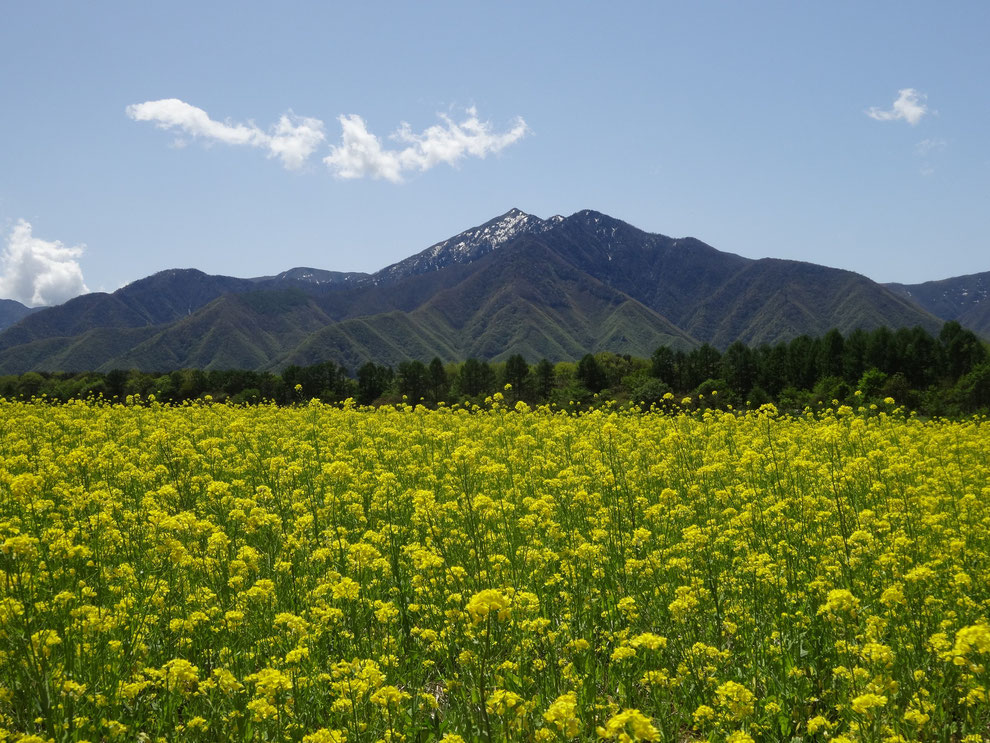 猿楽台地の菜の花畑この時期は蕎麦の花の代わりに菜の花が満開に咲きます。あまり知られていない。