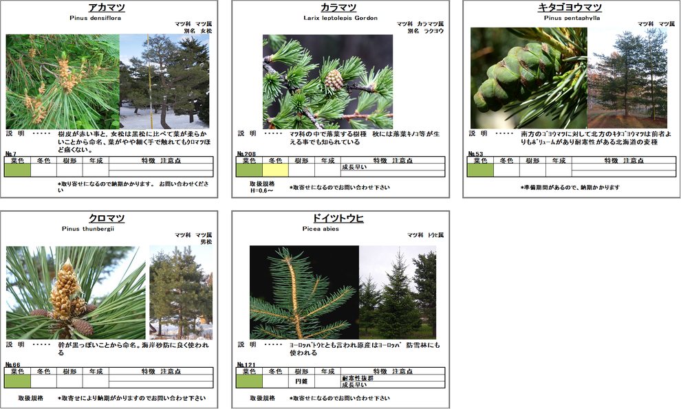 常緑樹 樹木一覧 常緑樹 樹木一覧