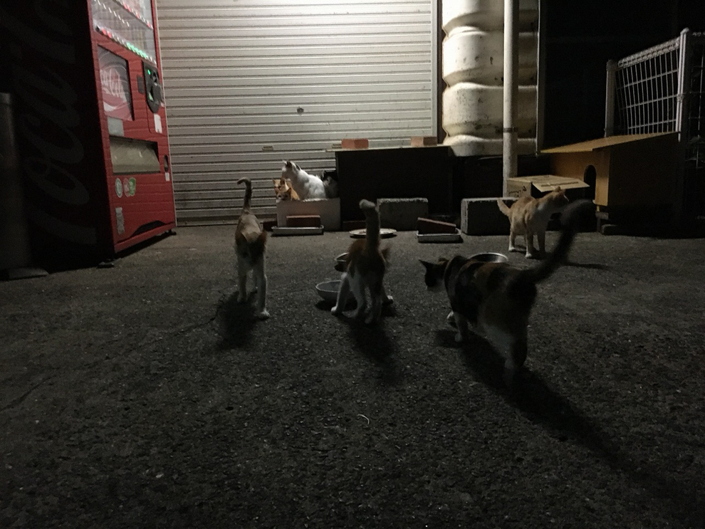 夜の池島の猫たち