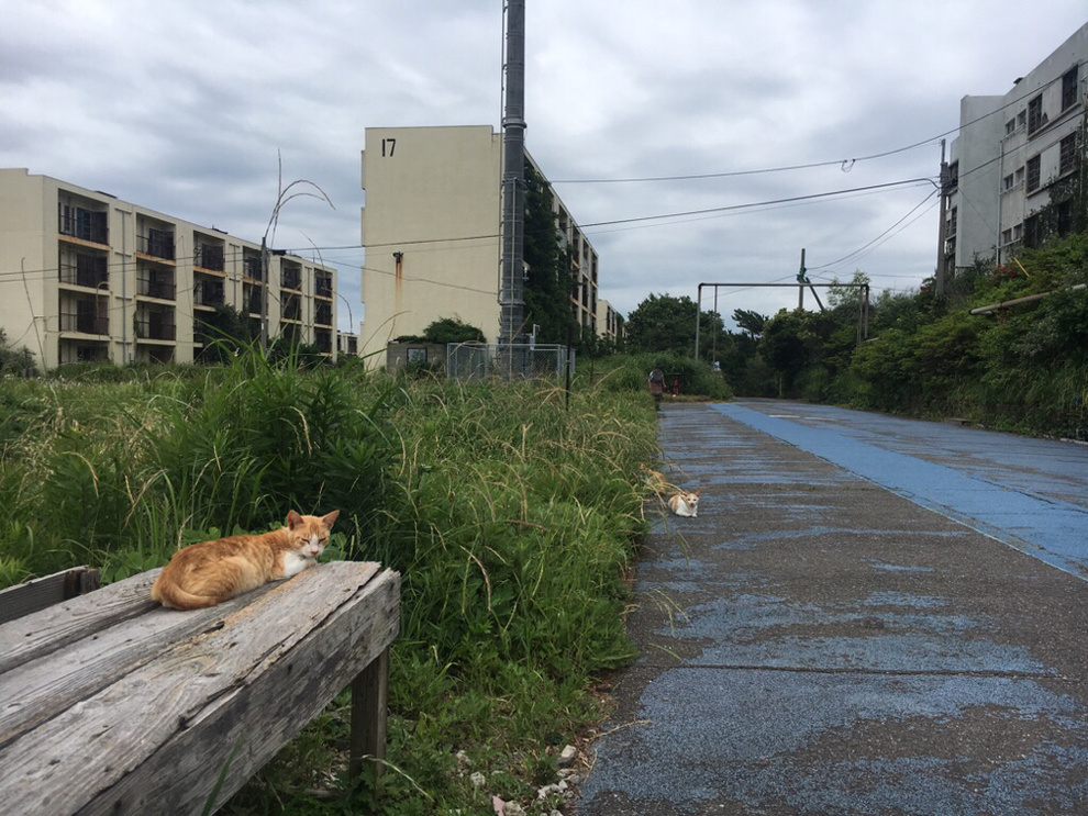 池島の猫