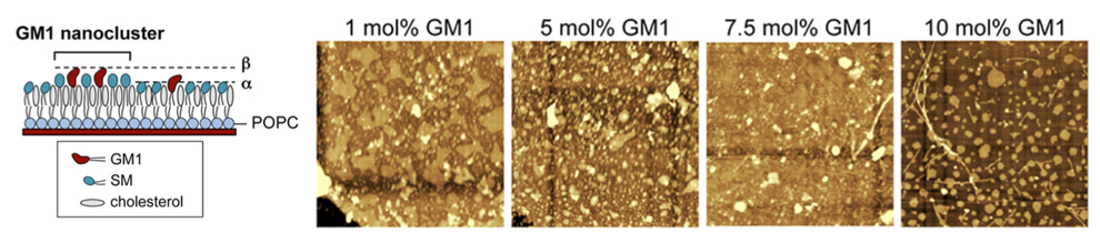 図5A　GM1/SM/chol (X: 45:45)混合単分子膜を含む２分子膜のAß相互作用後の膜表面構造のAFM観察（文献[6]より引用）。