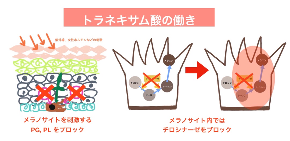 トラネキサム酸の働き