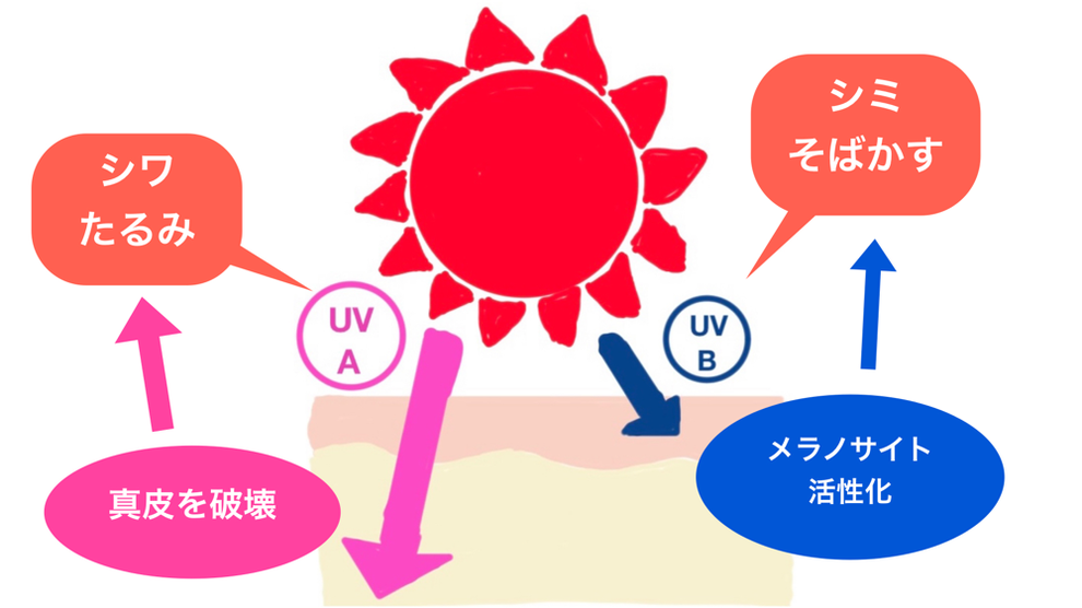 紫外線が、皮膚に及ぼす影響についての図