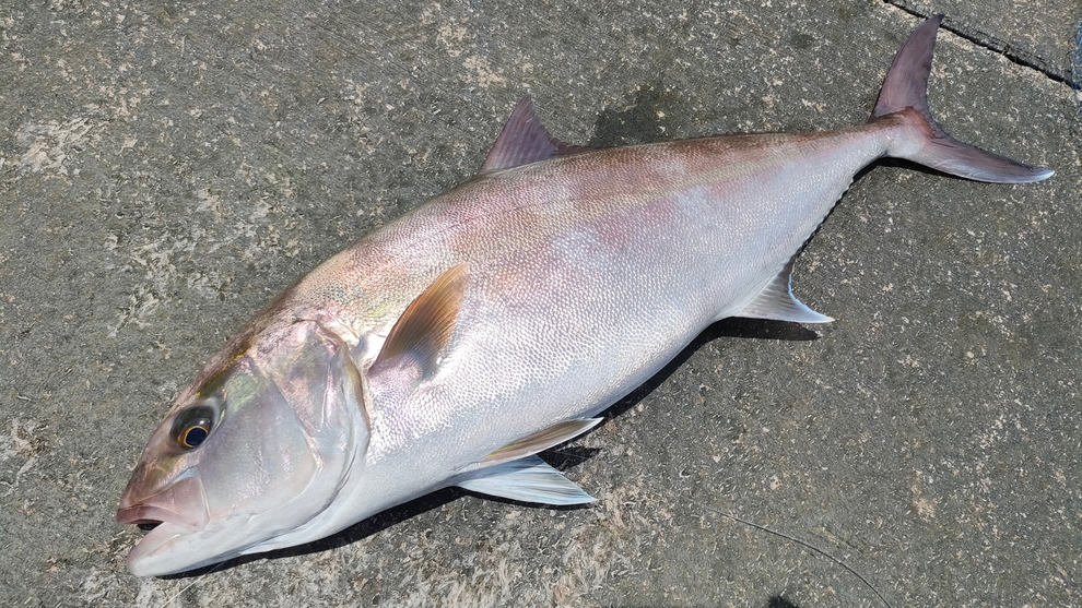 カンパチ　泳がせ釣り