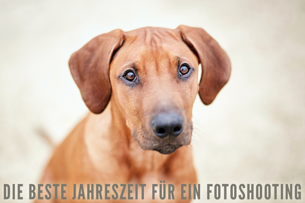 Tierfotograf Tierfotografie Schiller Hundefotografie Hundefotograf Pferdefotograf Pferdefotografie Fotoshooting Hundeshooting Pferdeshooting Tierfotograf Rheinfelden Basel Lörrach Freiburg Bern Zürich Baden Württemberg