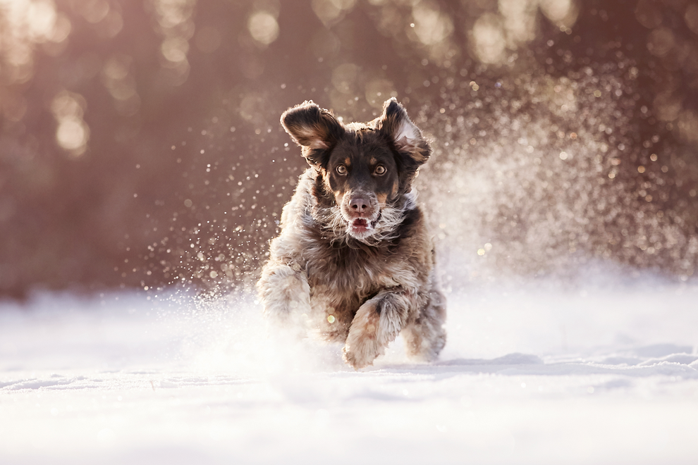 Hundefotograf Tierfotograf Tierfotografie Hundefotografie Fotoshooting eigenen Hund fotografieren fotoshooting Fotostudio Tiershooting Tierbilder lörrach Rheinfelden Basel Freiburg Weil am Rhein Bad Säckingen Bern Möhlin Riehen Waldshut Tiengen