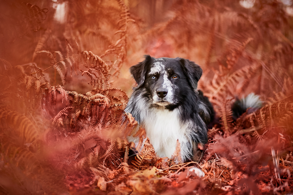 Fotoshooting mit dem Australian Shepherd Rüden in Rheinfelden bei Basel