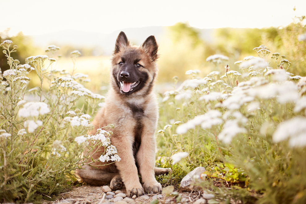 Tierfotograf Hundefotograf Fotograf Fotostudio Hund Welpe Welpen Hunde Fotoshooting Rheinfelden Lörrach Basel Freiburg im Breisgau Bern Bad Säckingen Zürich Hundefotografie Hundeshooting