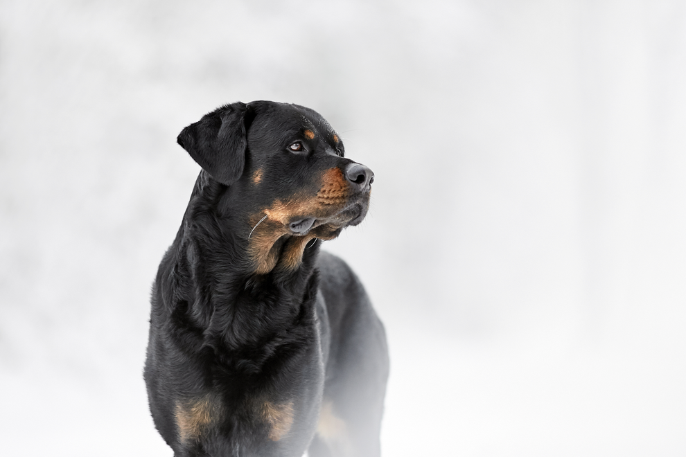 Hunde Hundefotograf TIerfotograf Hundeshooting fotoshooting fotograf fotostudio rottweiler Rheinfelden basel Lörrach Freiburg Bad Säckingen Laufenburg Basel Bern Zürich