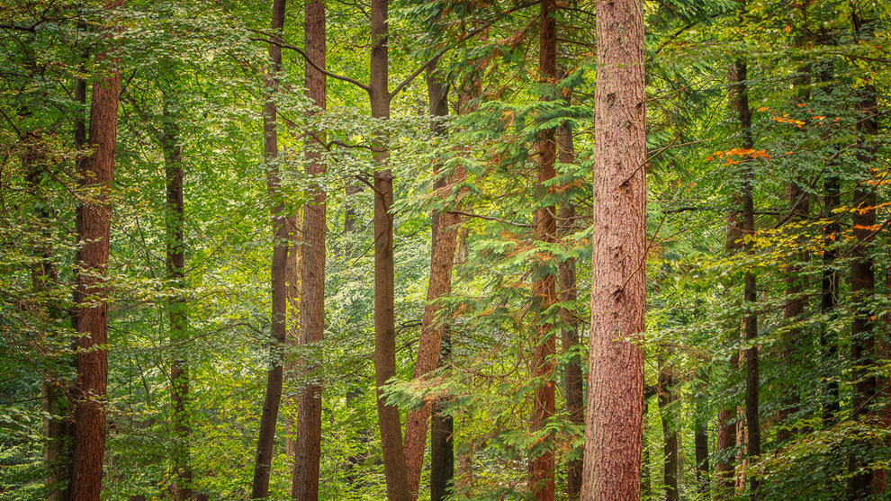 Herfst boswachterij Gieten © JurjenVeerman