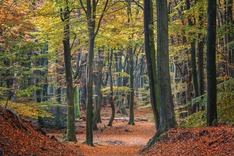 Speuldersbos © Jurjen Veerman