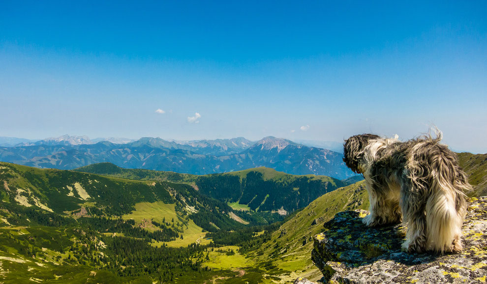 Wandern mit Hund, Wandern mit besonderen Hunden: Der haarige Schapendoes Clarence.