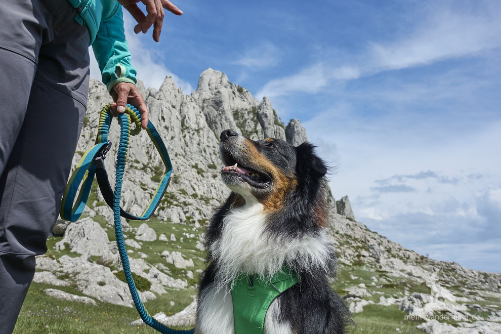 mein wanderhund; Andrea Obele; Wandern mit hund; Leine