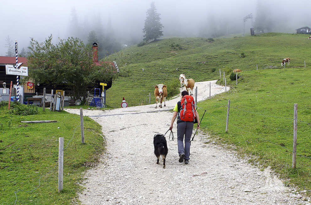 wandern mit hund; Kühe; Kühe Alm; mein-wanderhund; Andrea Obele