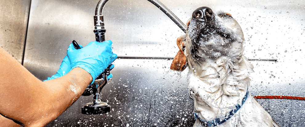 Hundefriseur in Rhede im Emsland