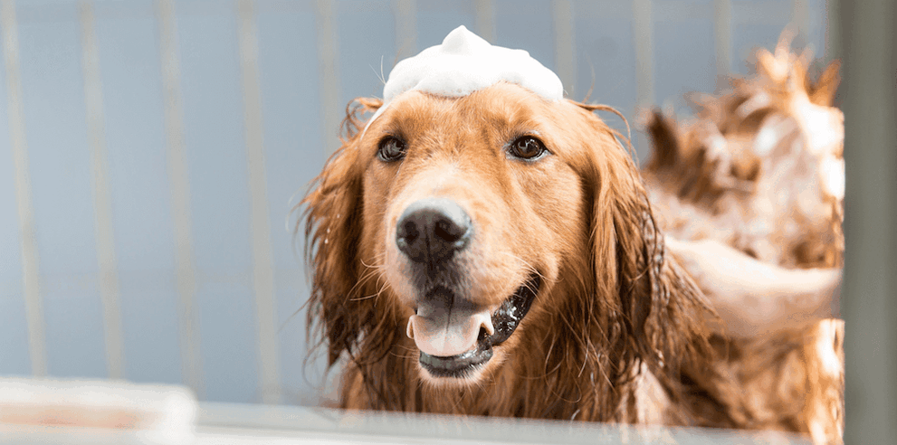 Hundefriseur Papenburg, Leer, Rhede