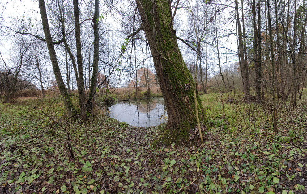 Ein Laubwald mit einem Tümpel in der Mitte. Leicht vor dem Tümpel ist ein schrägstehender baum, der mit Moosbewachsen ist.