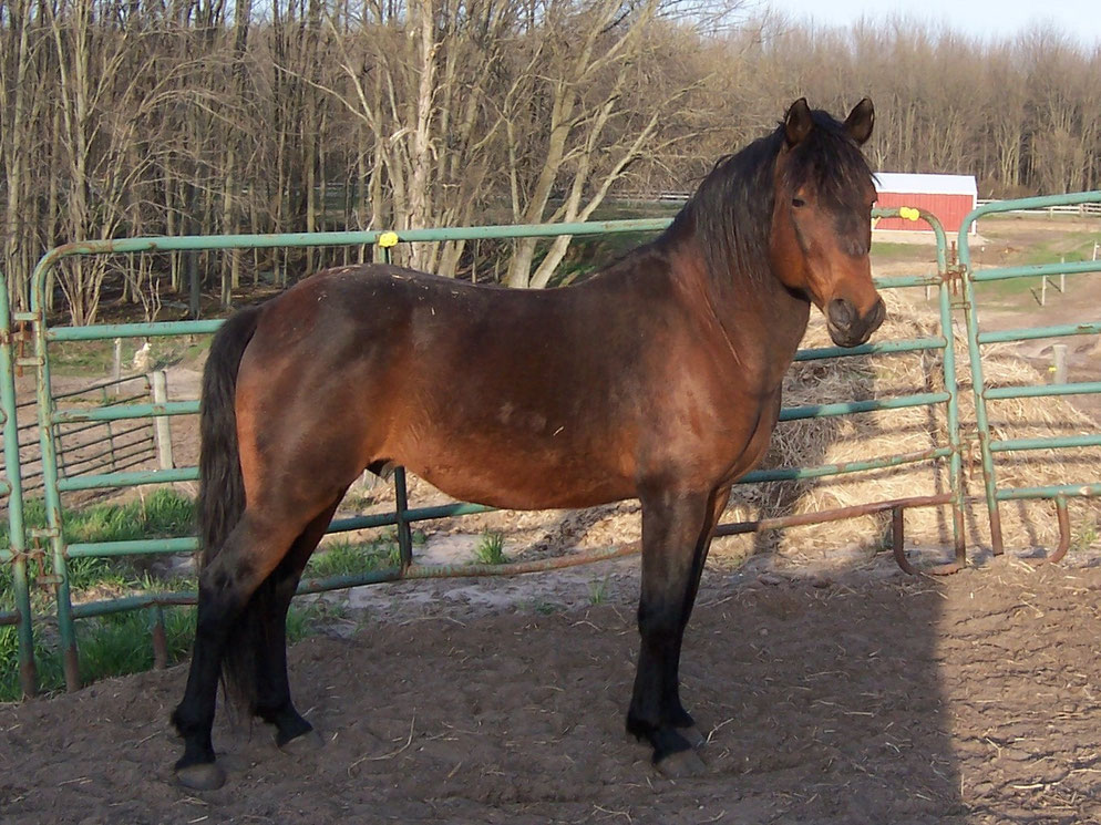 Foundation Horse Breeding Stallions