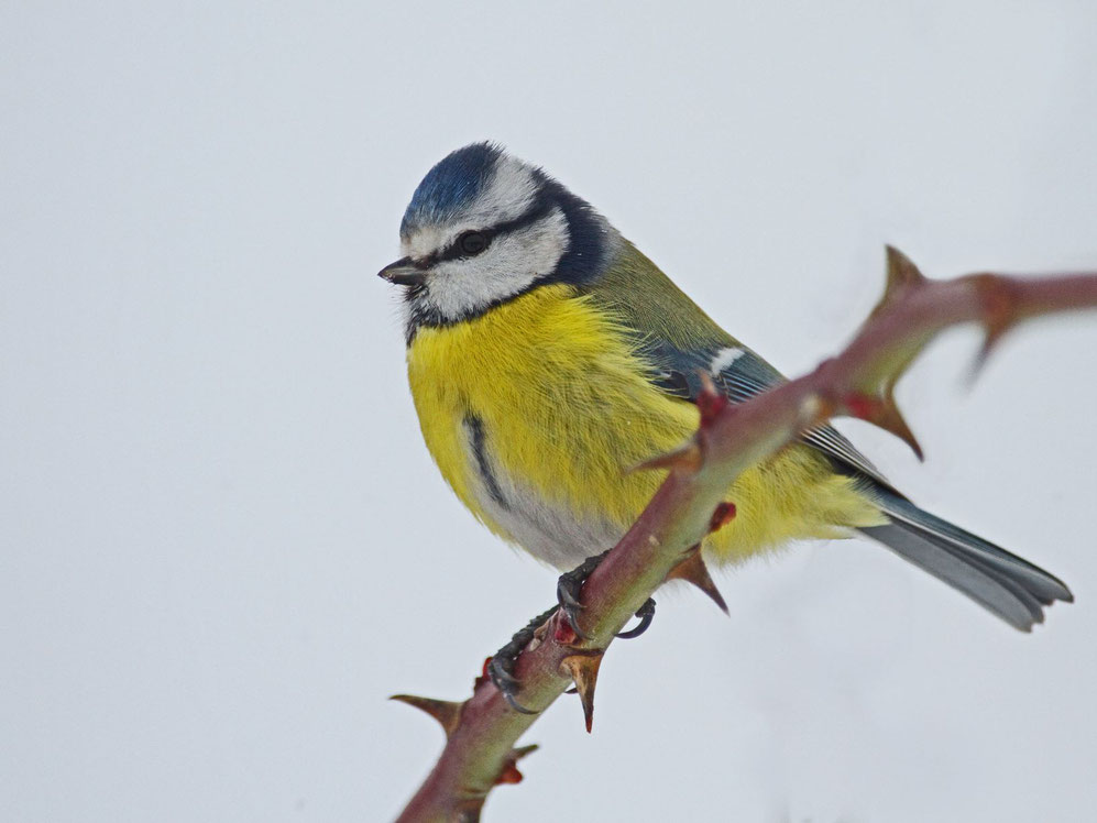 Blaumeise; Gartenvogel