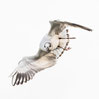 281 JonathanAnflug