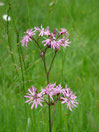 Lychnis, fleur du coucou
