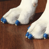 Blaue ToeGrips an Krallen von zwei Hundepfoten, die auf glattem Holzboden stehen.