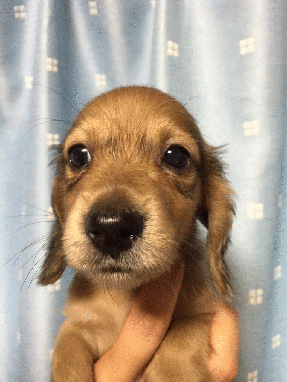 仔犬販売 Wanpara ページ