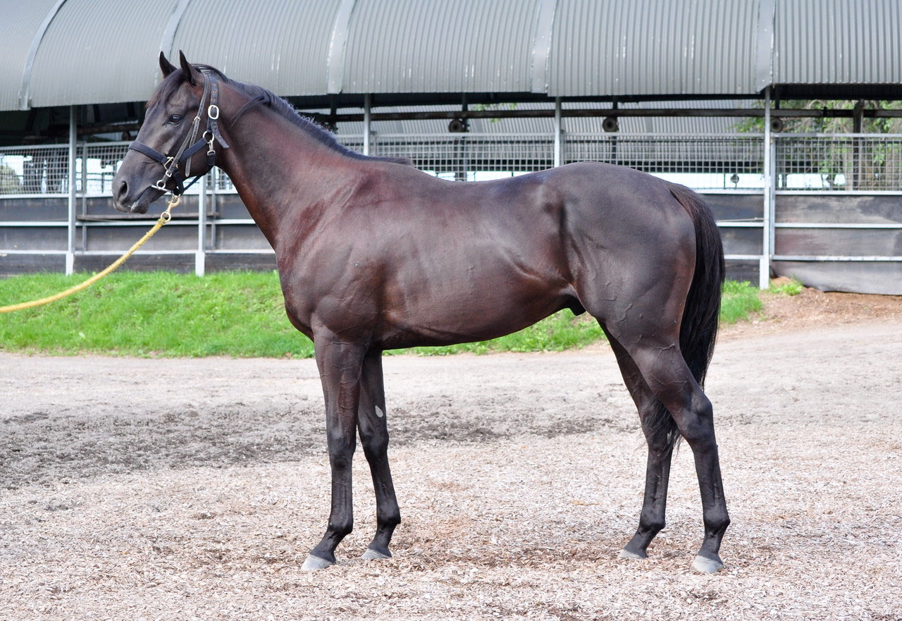 2015年 優勝馬 - 競走馬の育成牧場