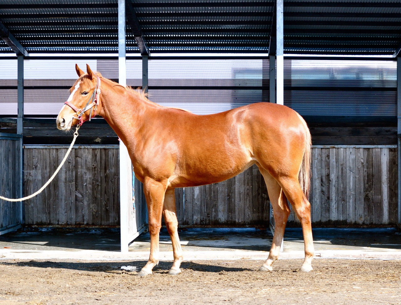 オルフェーヴル　たてがみ　2015年 2025年最新】オルフェーヴル たてがみの人気アイテム - メルカリ