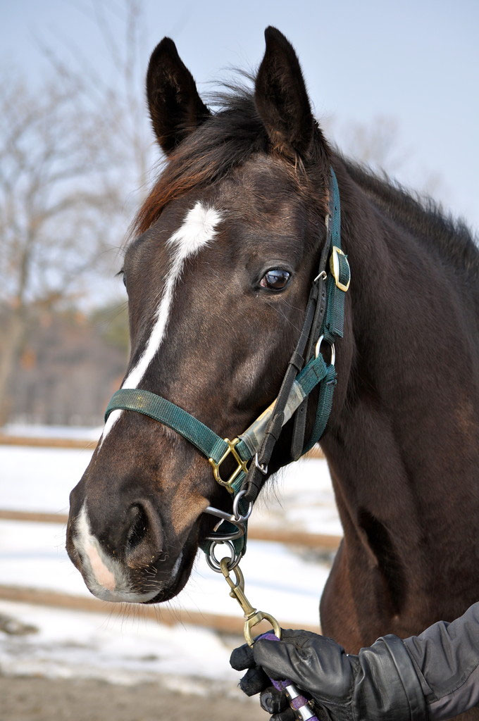 オルフェーヴル　たてがみ　2015年 2015年 優勝馬 - 競走馬の育成牧場