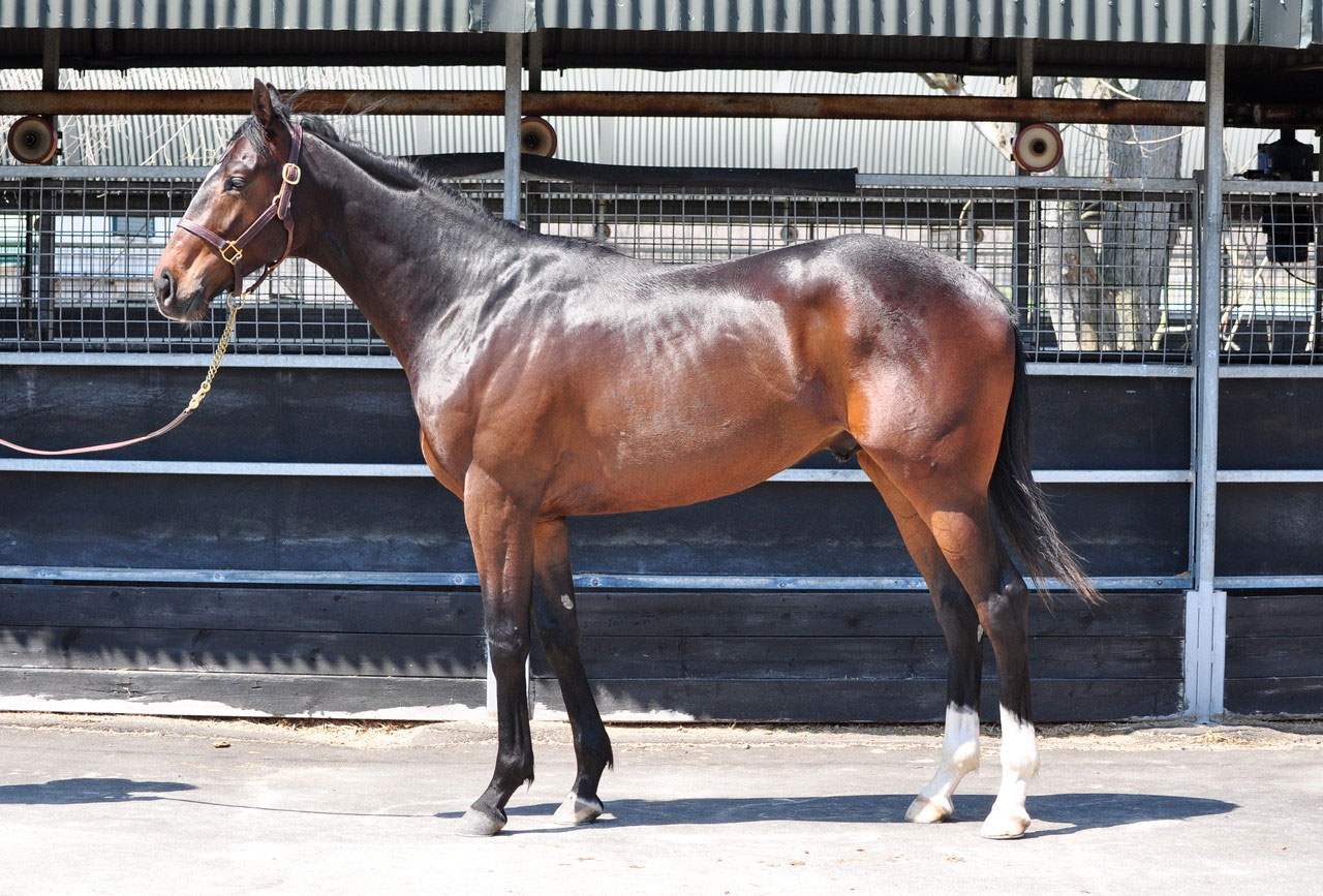 2015年 優勝馬 - 競走馬の育成牧場