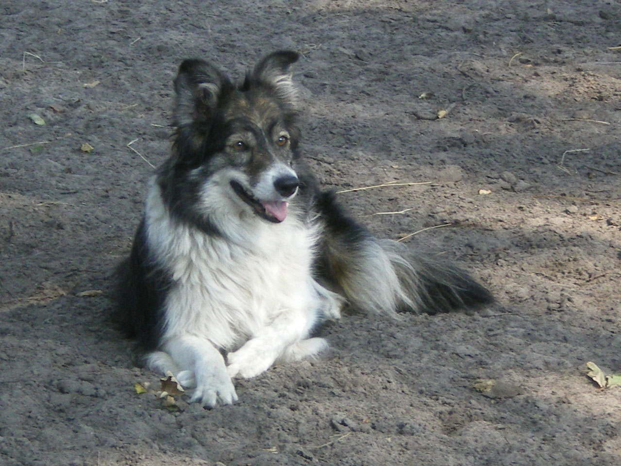 Les Habitants De La Ferme Ferme équestre Benesse Vieux