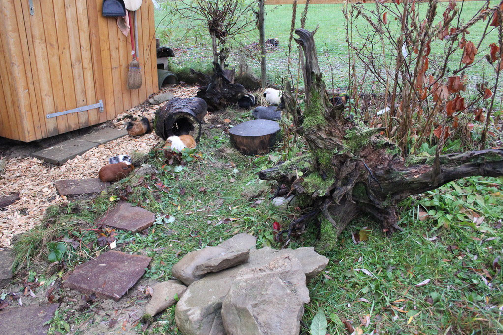 Das Aussengehege - meerschweinchen binda